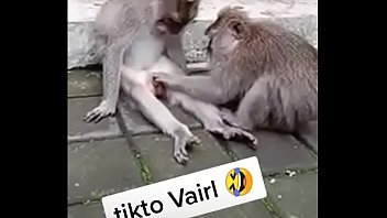 a. monkey sex